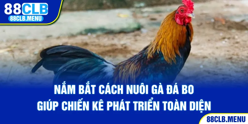 Nắm bắt cách nuôi gà đá bo giúp chiến kê phát triển toàn diện