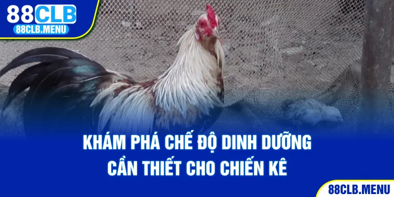 Khám phá chế độ dinh dưỡng cần thiết cho chiến kê