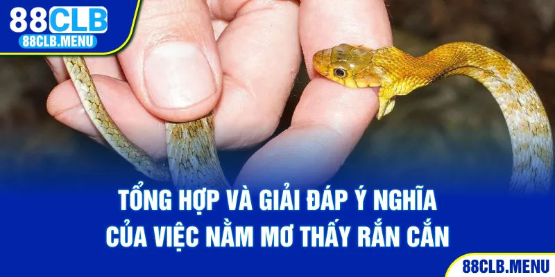 Tổng hợp và giải đáp ý nghĩa của việc nằm mơ thấy rắn cắn