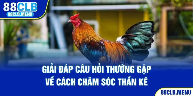 Giải đáp câu hỏi thường gặp về cách chăm sóc thần kê