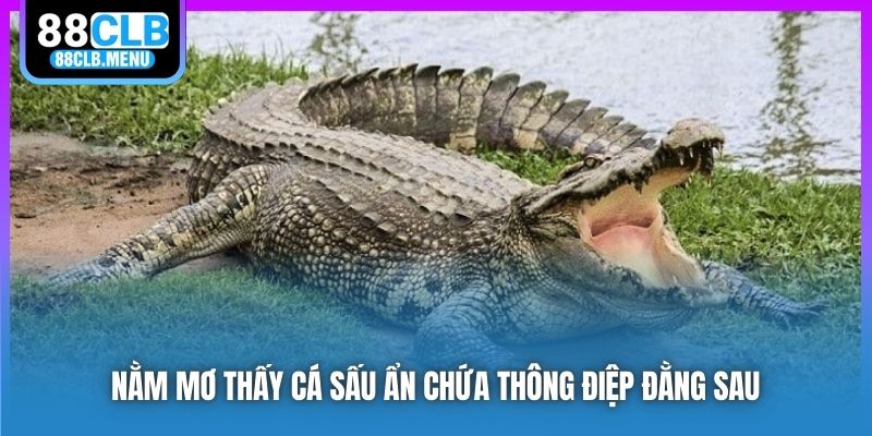 Nằm mơ thấy cá sấu ẩn chứa thông điệp đằng sau