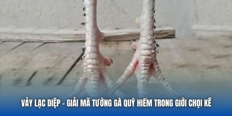 Vảy Lạc Diệp | Giải Mã Tướng Gà Quý Hiếm Trong Giới Chọi Kê