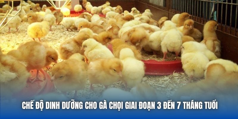 Chế độ dinh dưỡng cho gà chọi giai đoạn 3 đến 7 tháng tuổi