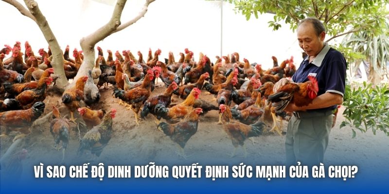 Vì sao chế độ dinh dưỡng quyết định sức mạnh của gà chọi?
